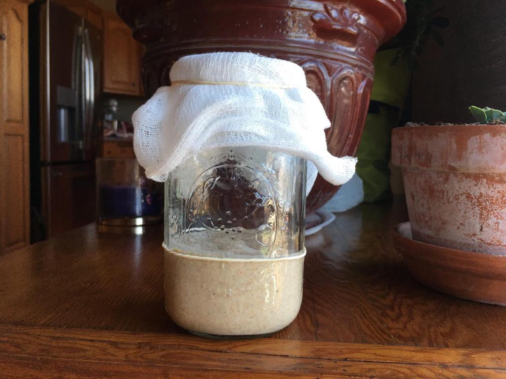 A wide mouth mason jar with a cheese cloth cover sits on a dark glossy wooden table. A large jade succulent covers the scenery behind the jar. The sourdough starter inside the jar sits at the level of the rubber band which marks the previous day's level after the feeding.
